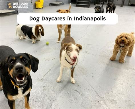 The Best Pet Boarding and Doggy Daycare in Carmel, Indiana